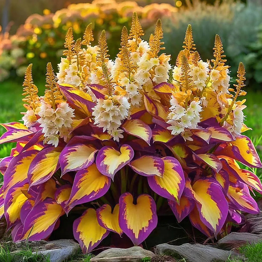 OLD - [Premium] Rare Multi-Color Hosta Seeds
