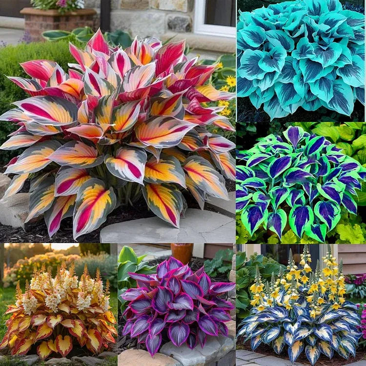 [Premium] Rare Multi-Color Hosta Seeds