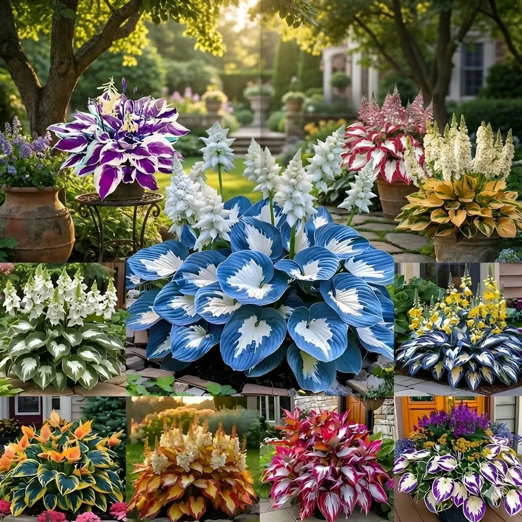 [Premium] Rare Multi-Color Hosta Seeds