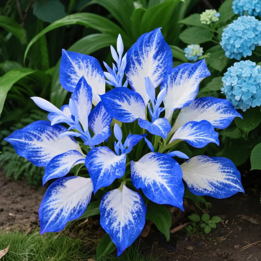 OLD - [Premium] Rare Multi-Color Hosta Seeds