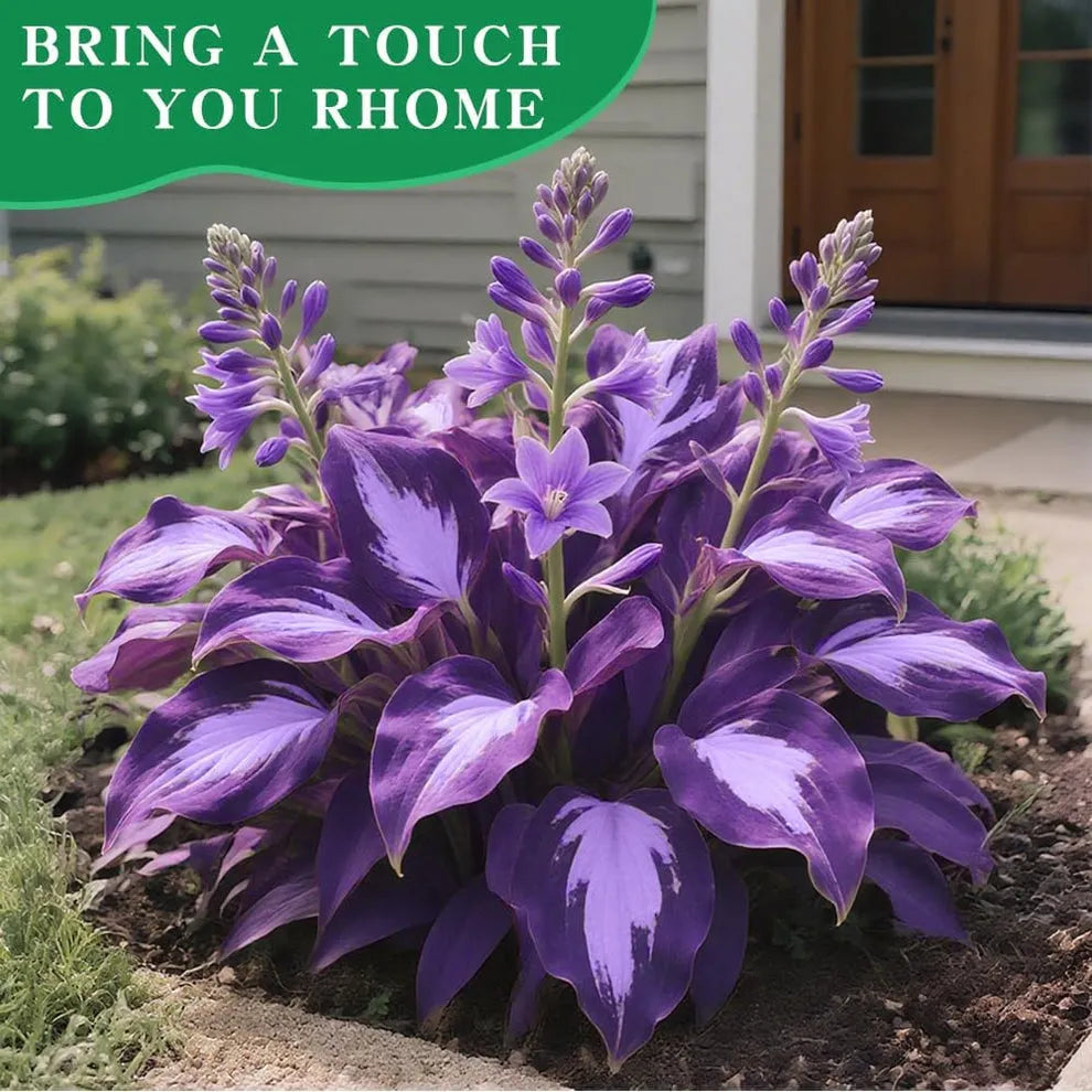 [Premium] Rare Multi-Color Hosta Seeds
